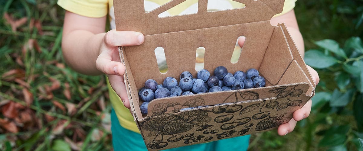 Branded packaging for blueberry farms across Canada.