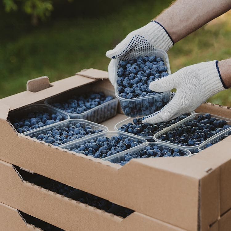 Blueberry packaging solutions BC